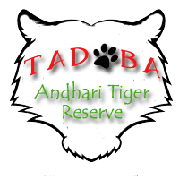 Tadoba Tiger Reserve Chandrapur Bharti 2026: ताडोबा–अंधारी व्याघ्र प्रकल्प संवर्धन प्रतिष्ठान, चंद्रपूर येथे विविध पदांच्या नियुक्तीकरीता जाहिरात २०२६.