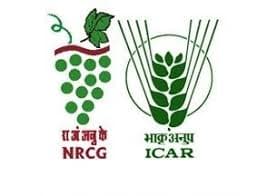 ICAR – NRCG Pune Bharti 2026: ICAR – नॅशनल रिसर्च सेंटर फॉर ग्रेप्स, पुणे अंतर्गत ‘या’ रिक्त पदांची नवीन भरती सुरु २०२६.